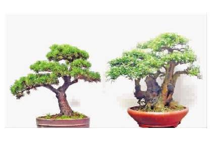 盆景平台大  PK 巧心布置显神通