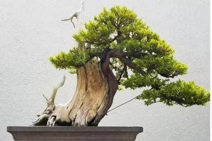 岭南盆景栽培管理技术