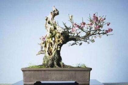 白云驿站把小园林带回家 盆景制作活动