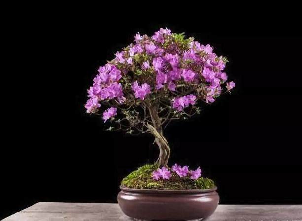 游园热闹盆景精彩