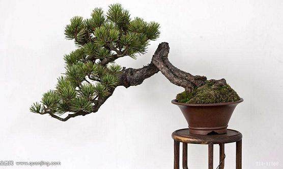 江苏：沭阳县旅游宣传片盆景精品邀请展首次登陆央视