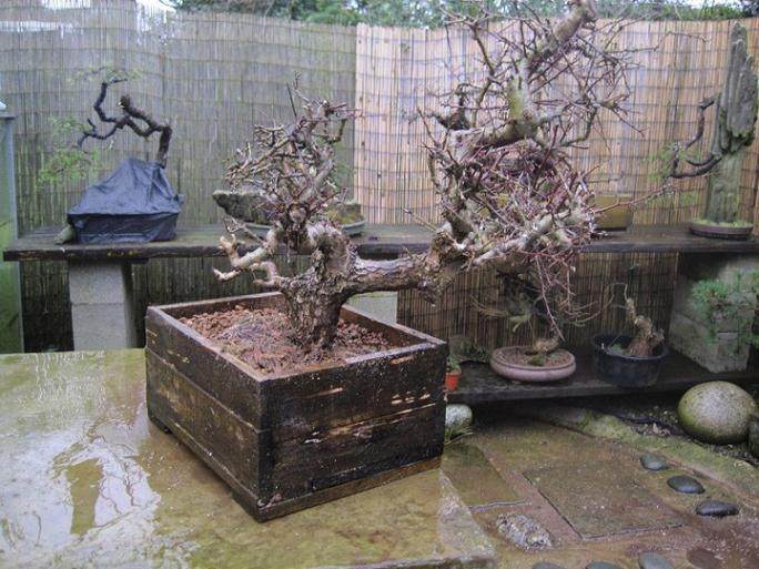 如何修剪山鸟盆景的成活率?