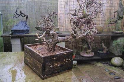 如何提高山鸟盆景的成活率？