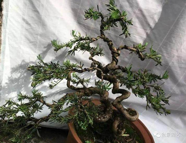 罗汉松盆景镇宅之宝、招财之树