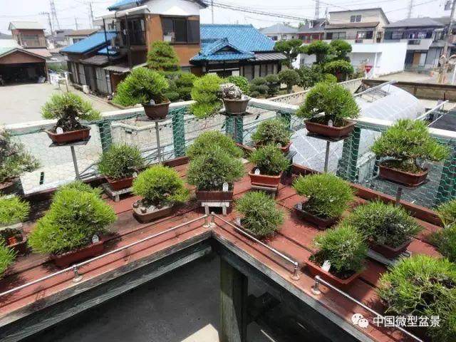 玩好微型盆景社会效益及自身效益