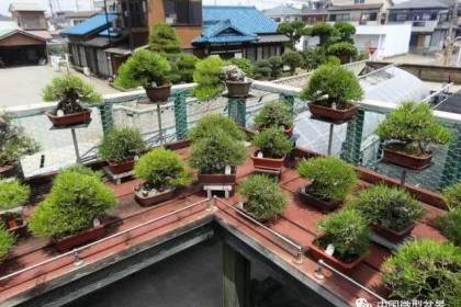 玩好微型盆景社会效益及自身效益