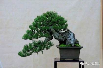 掌上微型盆景的配制材料