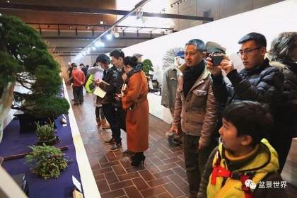 2018国风盆栽展《日本最为顶级的盆景展览》