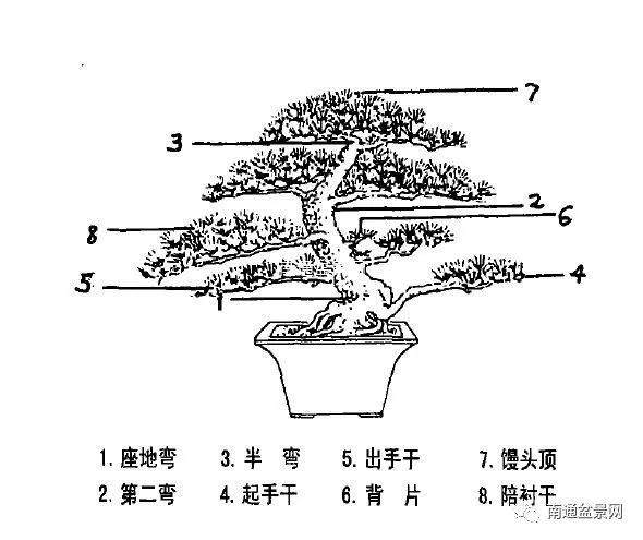 通派盆景多采用棕丝剪扎 细扎粗剪 以扎为主的技艺