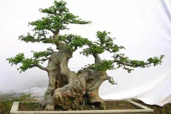 通派盆景的艺术特色