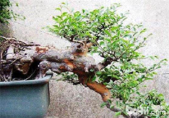 农村什么树能做盆景比较好?