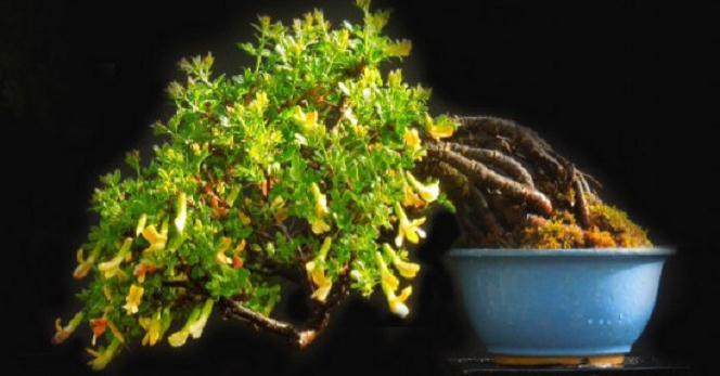 欢迎来到英国的小品盆景网