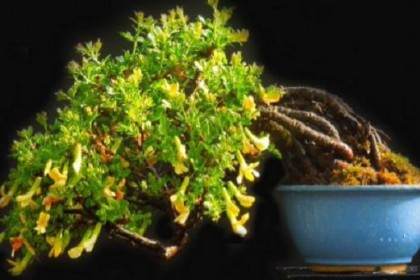 欢迎来到英国的小品盆景网