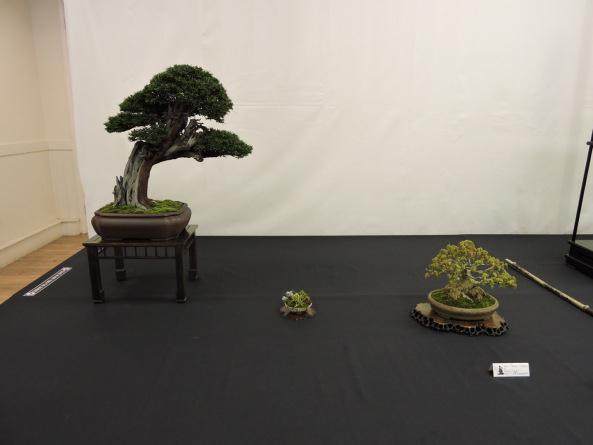 2015年小品盆景英国展会