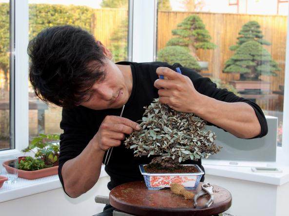 小品精神是英国小品盆景的旗舰展览