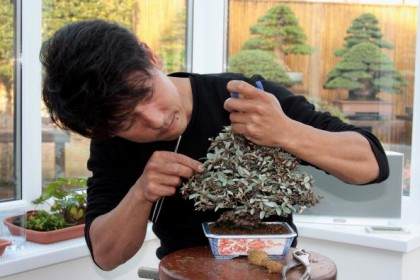 小品精神是英国小品盆景的旗舰展览