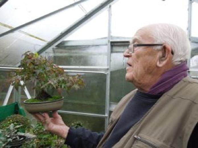 初出茅庐的苏格兰盆景协会的早期展览