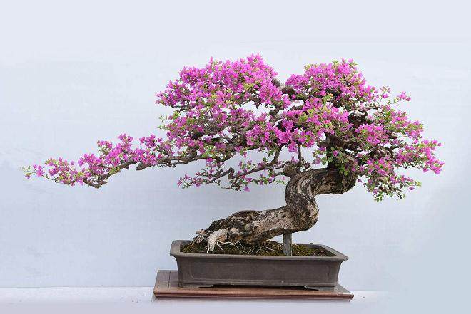 中国盆景的展望-重振中国盆景雄风