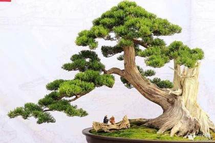 原来盆景有这么多讲究啊