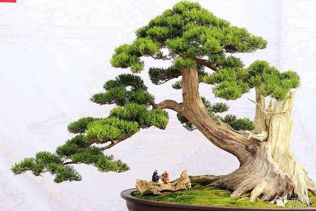 原来盆景有这么多讲究啊