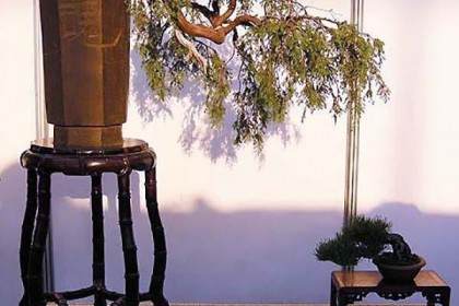 玩盆景讲究舍得