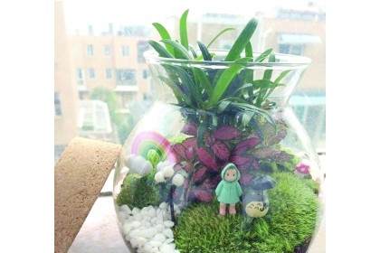 微盆景逐渐成为新宠