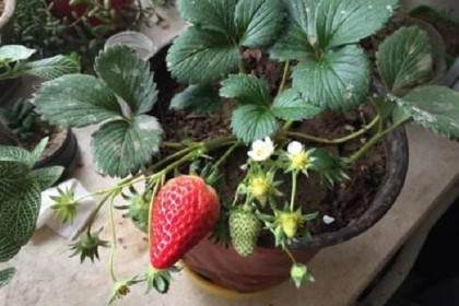 宁波500多盆草莓盆景 以每盆10元的价格卖完了