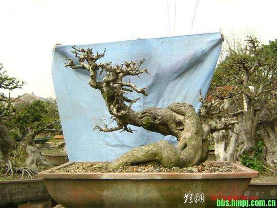 莆田市中心坐落着一个精雅别致的盆景园