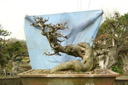 莆田市中心坐落着一个精雅别致的盆景园