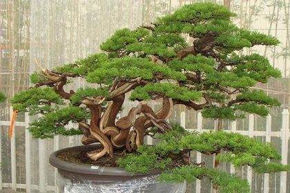 自然美与艺术美的结合 养盆景浇水经验点滴