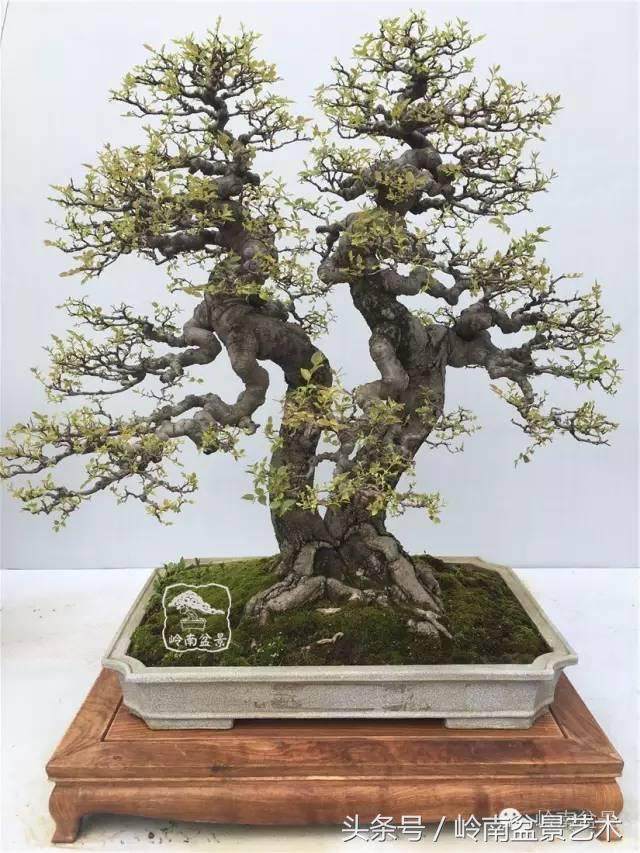 不一样的风景 记盆景栽培土专家王元洋