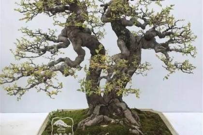 不一样的风景 记盆景栽培土专家王元洋