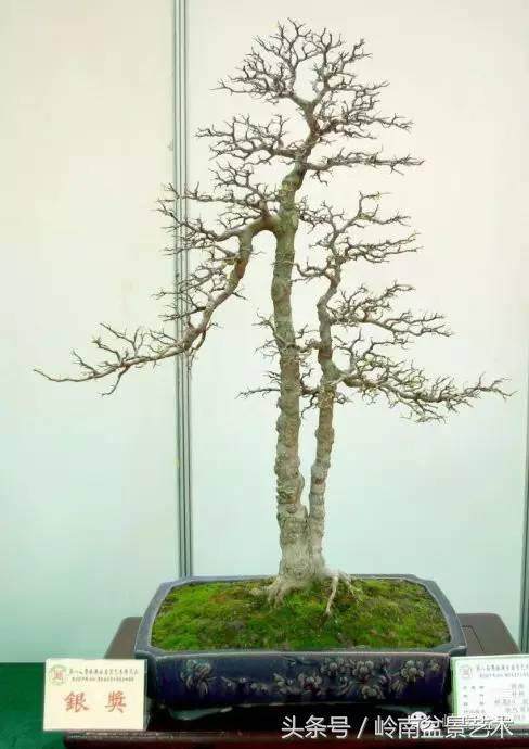 让创新&ldquo;盆景&rdquo;嬗变为转型升级&ldquo;风景&rdquo;