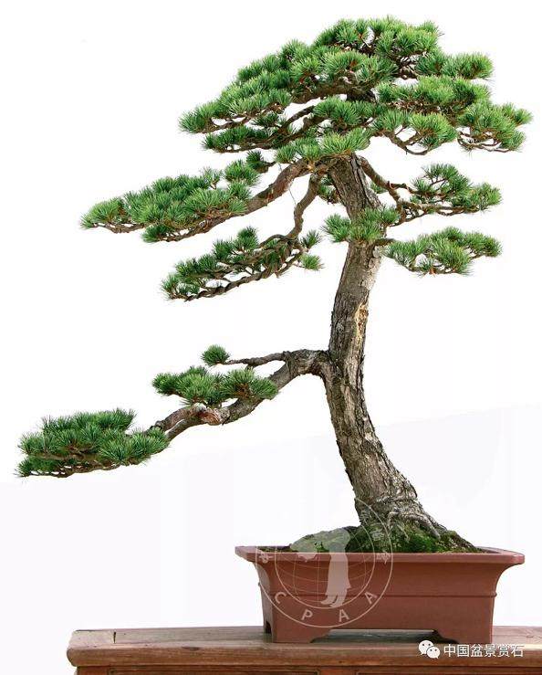 日本盆景大师华山论剑-你看不看-起源篇