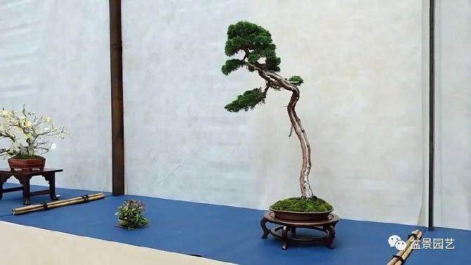 如何让盆景的盆面快速铺满青苔?