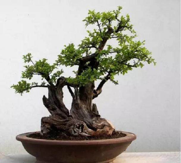 家庭盆景安全越冬技巧