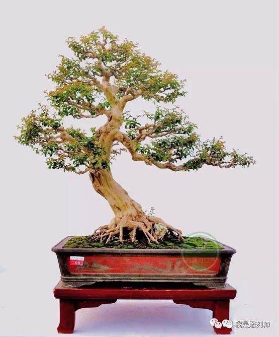 盗窃居民院外盆景属于违法犯罪行为!