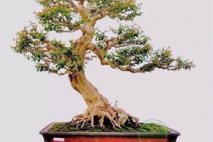 盗窃居民院外盆景属于违法犯罪行为