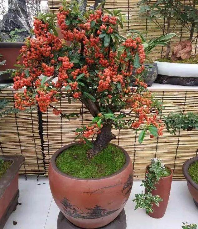 好养的火棘盆景适合这个冬季