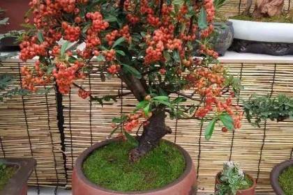 好养的火棘盆景适合这个冬季