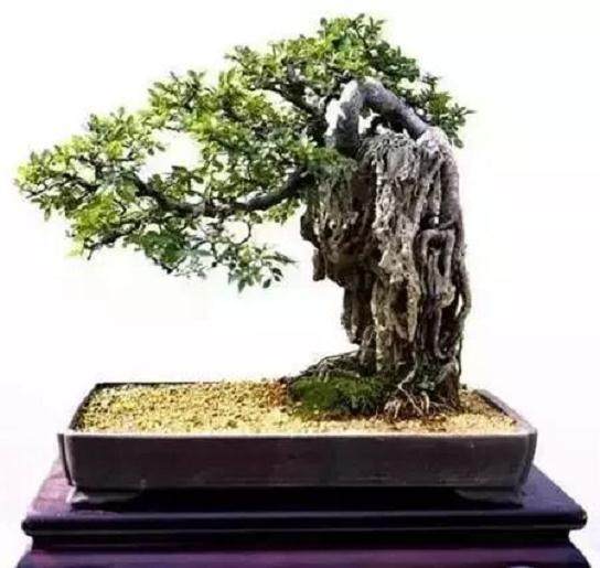 怎样亲手制作榕树附石盆景？