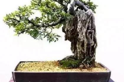 怎样亲手制作榕树附石盆景？