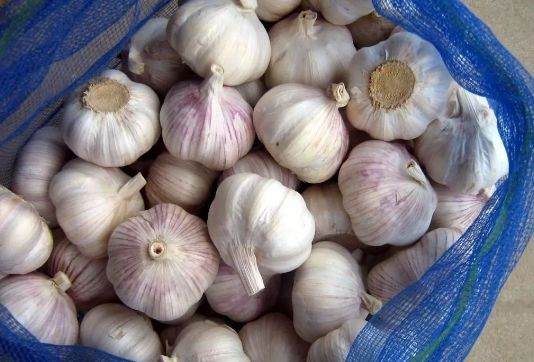 盆栽容易招虫?用这些东西分分钟消灭赶跑