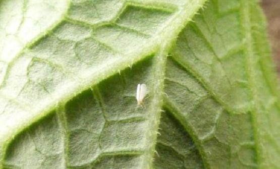 盆栽上长小白蛾子 这么治最简单!