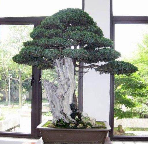 盆栽烂根的3大表现 和急救方法