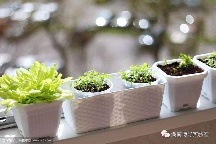 如何科学地养盆栽?