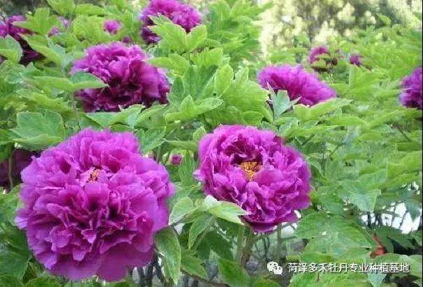 盆栽牡丹的土壤与浇水