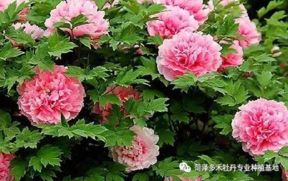 盆栽牡丹的土壤与浇水