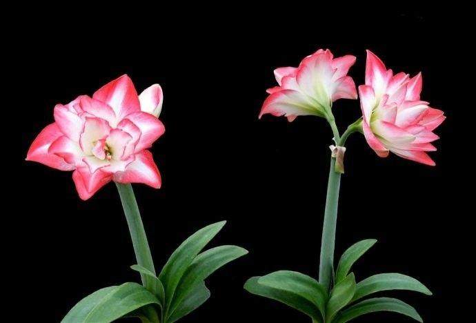 掌握4个小秘笈 让室内盆栽植物快乐过