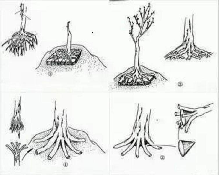 树桩盆景的完美造型及4种提根方法!